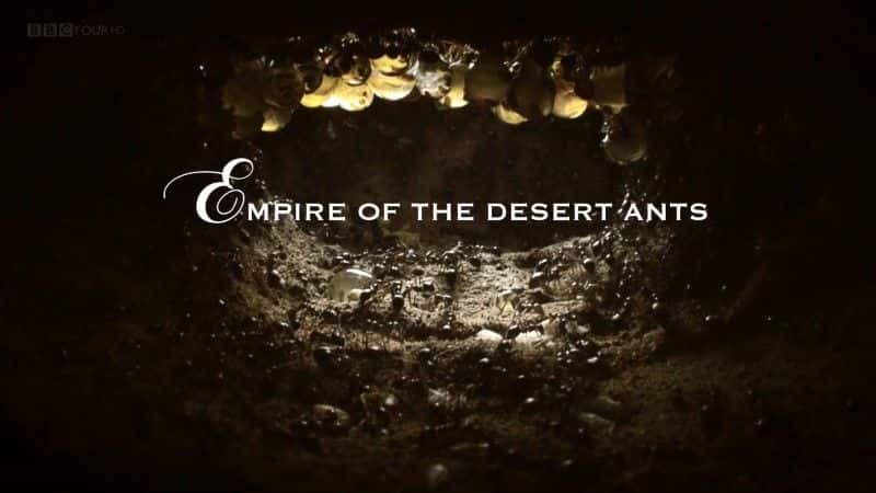 纪录片《沙漠蚂蚁帝国 (BBC 1080p) Empire of the Desert Ants (BBC 1080p)》[无字] [BT][DVD画质]资源下载