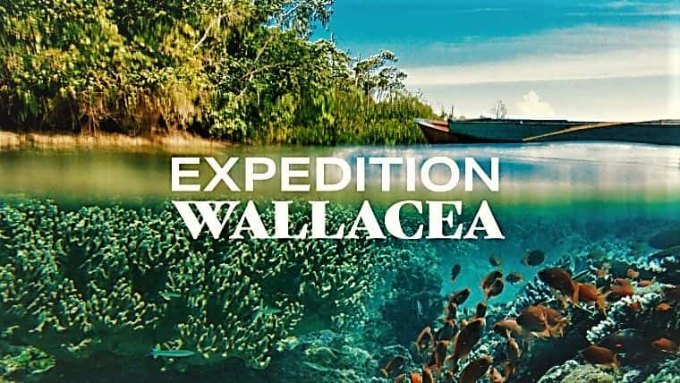 ¼Ƭʿ̽ն Expedition Wallacea1080P-Ļ/Ļ