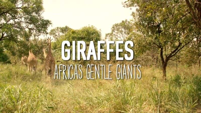 ¼Ƭ¹ľ Giraffes: Africa's Gentle Giantsȫ1-Ļ/Ļ