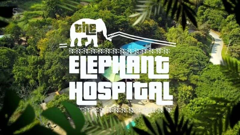 纪录片《大象医院 Elephant Hospital》[无字] [BT][DVD画质][720P]双画质资源下载