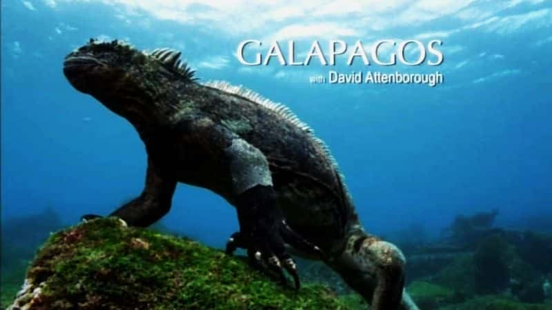 ¼Ƭ˹ (BSkyB) Galapagos (BSkyB)Ļ/Ļ