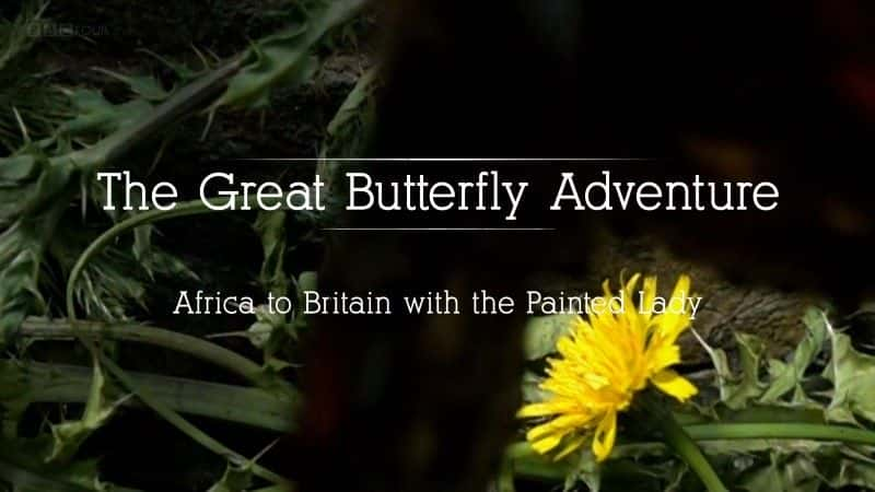 ¼Ƭð (BBC 1080p) The Great Butterfly Adventure (BBC 1080p)1080Pȫ1-Ļ/Ļ