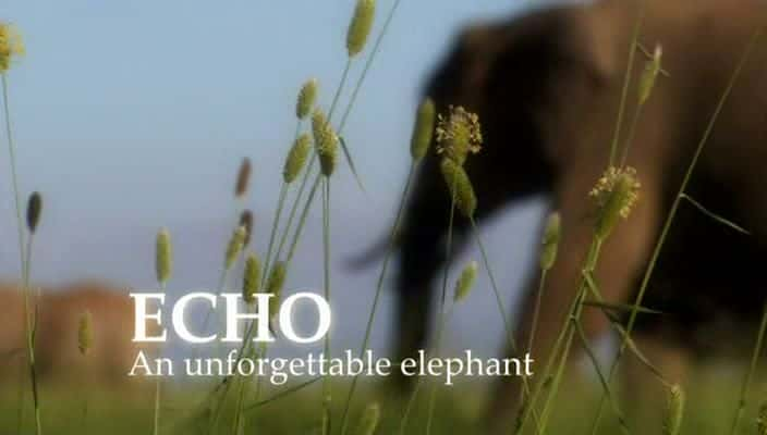 纪录片《Echo - 令人难忘的大象 Echo - An Unforgettable Elephant》[无字][BT][720P]资源下载