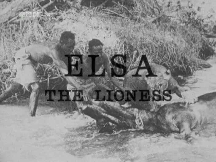 ¼Ƭĸʨɯ Elsa the Lioness720Pȫ1-Ļ/Ļ