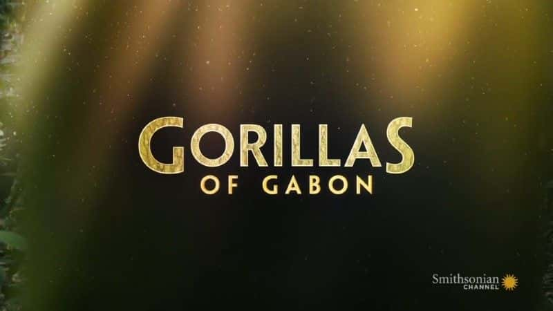 纪录片《加蓬大猩猩 Gorillas of Gabon》[无字][BT][720P]资源下载