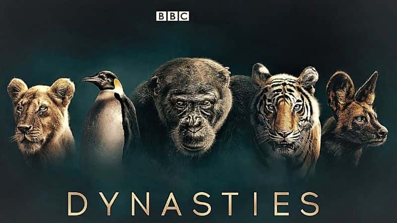 BBC纪录片《王朝 Dynasties: 第一季》全5集[中英字幕][4K][1080P][720P][BT][资源下载]