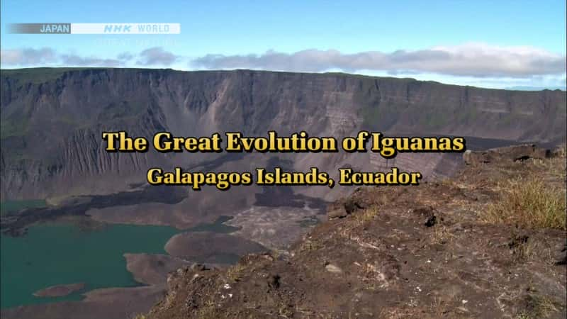 ¼Ƭΰ϶˹Ⱥ The Great Evolution of Iguanas - Galapagos Islands, EcuadorĻ/Ļ