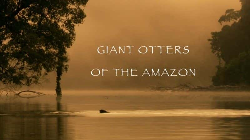 ¼Ƭѷˮ̡ (BBC) Giant Otters of the Amazon (BBC)1080Pȫ1-Ļ/Ļ