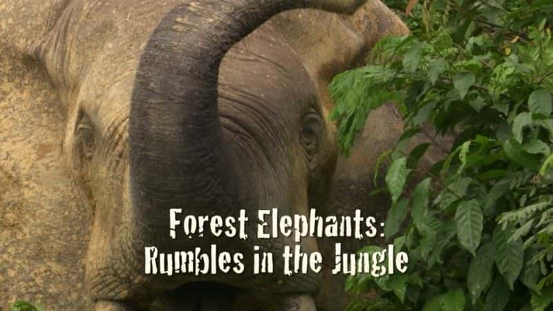 ¼Ƭɭִ󣺴е¡¡BBC Forest Elephants: Rumbles in the Jungle (BBC)1080Pȫ1-Ļ/Ļ