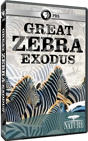 ¼Ƭ Great Zebra ExodusĻ/Ļ