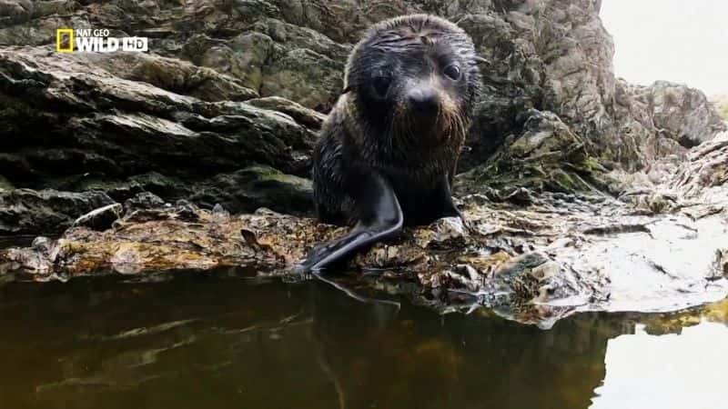 ¼Ƭ֮ս Fur Seals: Battle for SurvivalĻ/Ļ