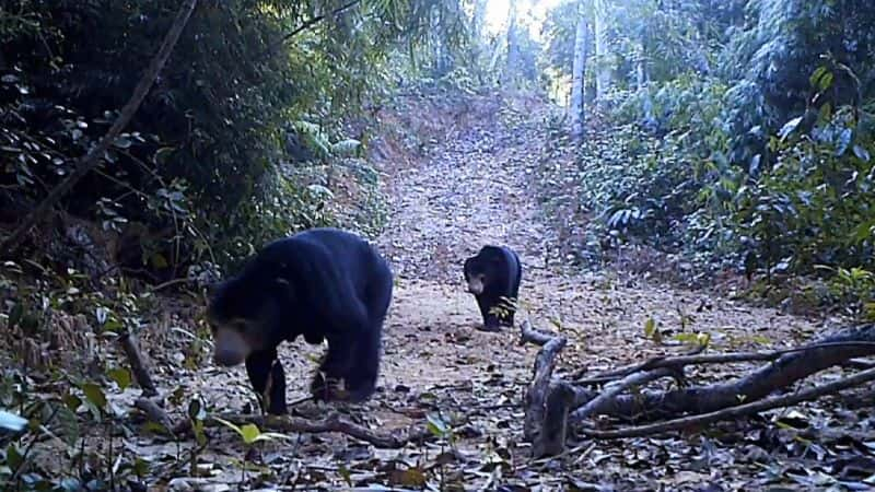 ¼ƬԶ Expedition Burma1080P-Ļ/Ļ