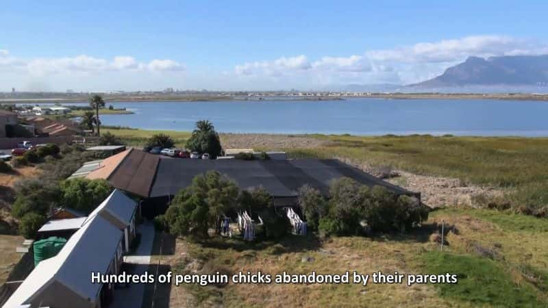 ¼ƬӪϵ1 The Great Penguin Rescue Series 11080P-Ļ/Ļ