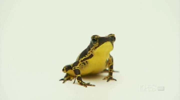 ¼Ƭܣϸ Frogs: The Thin Green Lineȫ1-Ļ/Ļ