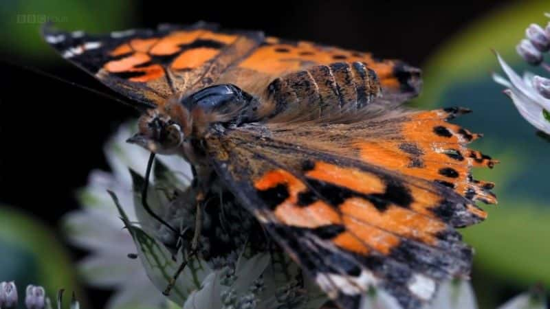 ¼Ƭð (BBC 1080p) The Great Butterfly Adventure (BBC 1080p)1080Pȫ1-Ļ/Ļ