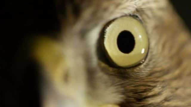 ¼ƬH ӥ (BBC) H is for Hawk (BBC)1080P-Ļ/Ļ