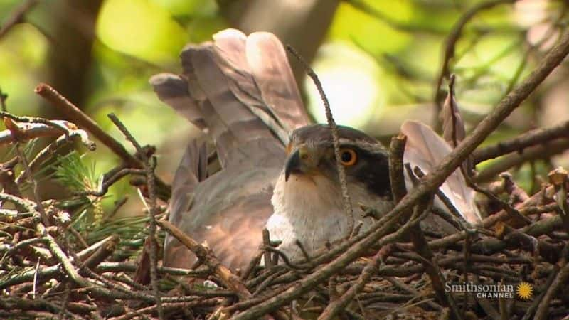 ¼Ƭӥ֮ Goshawk: Soul of the Wind1080Pȫ1-Ļ/Ļ