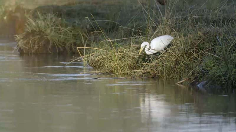 ¼ƬΰĹ԰ޱ Great Parks of Africa: The Lower Zambezi1080P-Ļ/Ļ