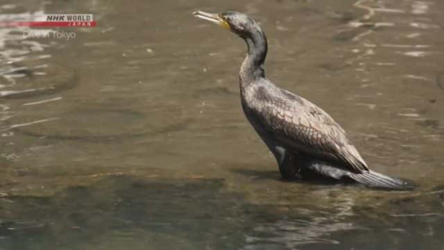 ¼Ƭݺύ˺ Fukagawa: Criss-crossed by Canals1080Pȫ1-Ļ/Ļ