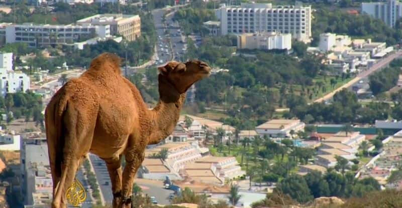 ¼Ƭ ӵ϶  ￦ From Agadir to Dakarȫ1-Ļ/Ļ