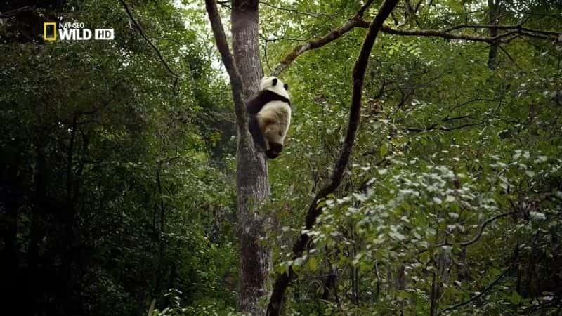 ¼Ƭè Giant PandasĻ/Ļ