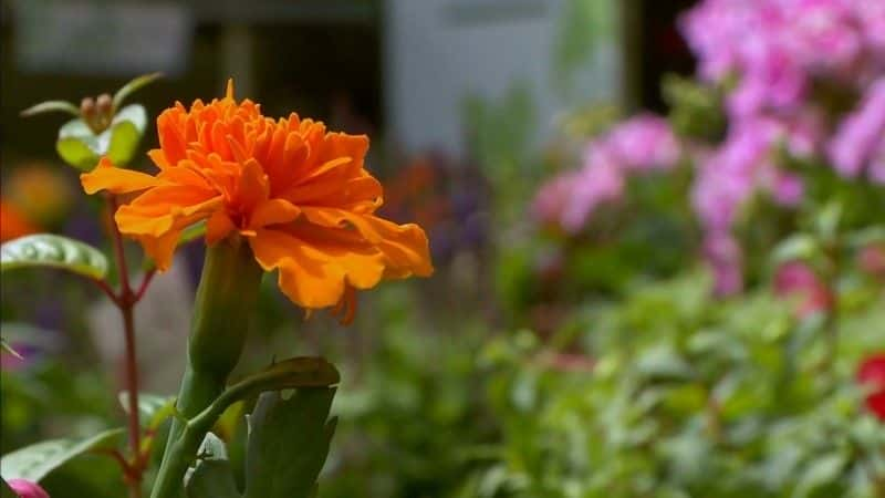 ¼Ƭ The Flower Shopȫ1-Ļ/Ļ