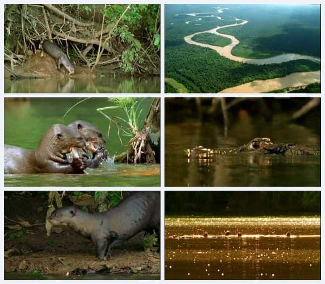 ¼Ƭˮ̡ Giant Otters: Wolves of the RiverĻ/Ļ