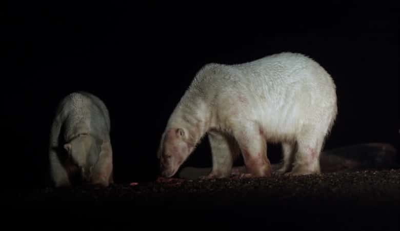 ¼Ƭΰıʢ The Great Polar Bear FeastĻ/Ļ