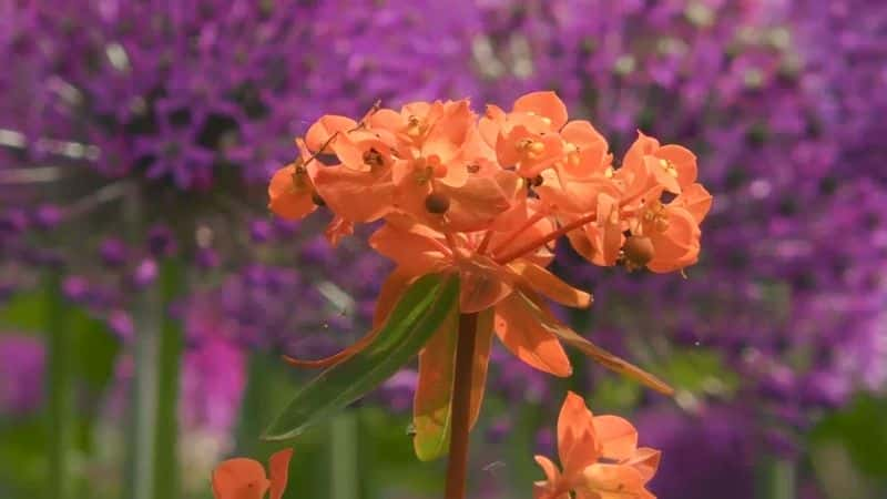 ¼Ƭ԰磺ϵ 53  11  Gardeners World: Series 53 Part 111080P-Ļ/Ļ