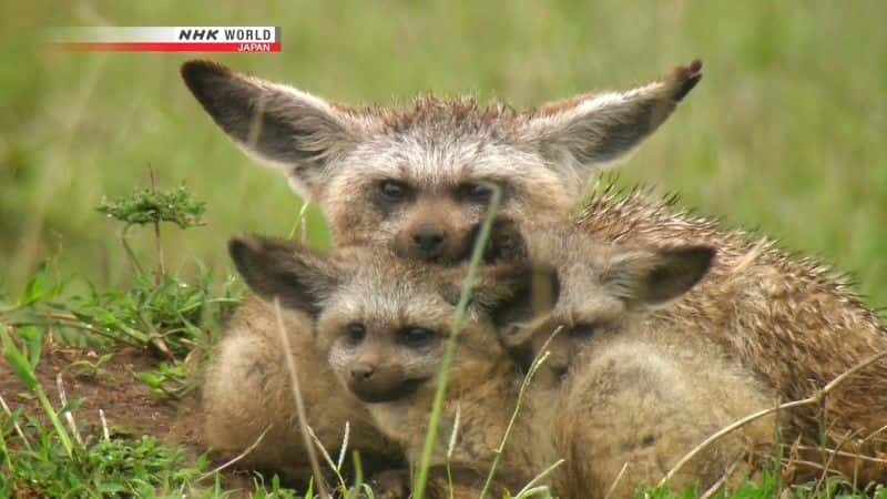 ¼ƬΣյĶ䣺 An Ear for Danger: Bat-Eared Foxȫ1-Ļ/Ļ