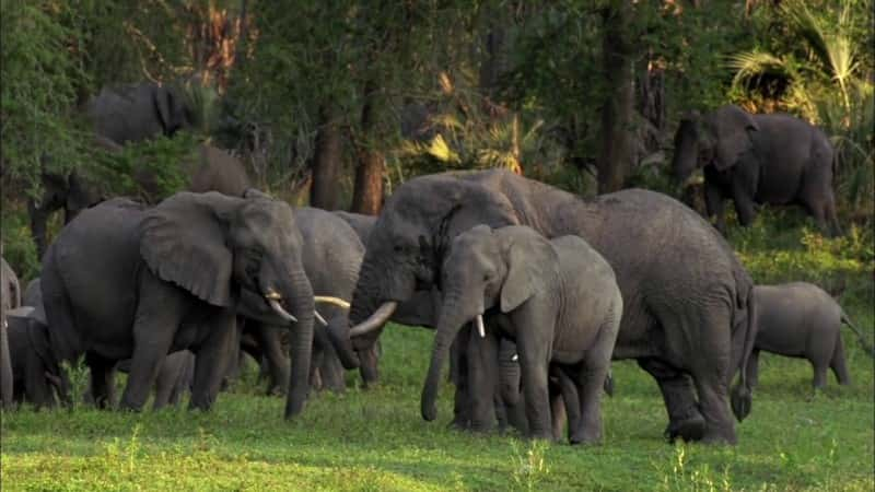 ¼Ƭ԰õ Gorongosa Park: Rebirth of ParadiseĻ/Ļ