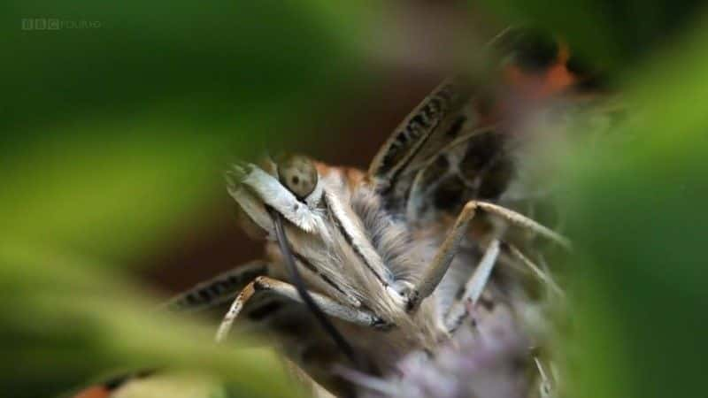 ¼Ƭð The Great Butterfly Adventureȫ1-Ļ/Ļ