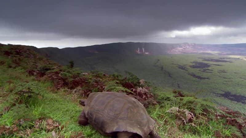 ¼Ƭ˹Ⱥ֮ Galapagos: Islands of ChangeĻ/Ļ