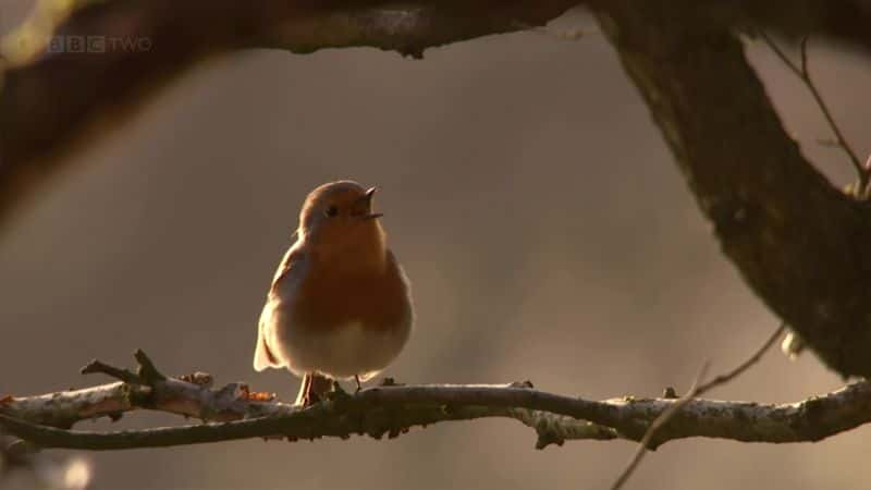 ¼ƬΰӢ - ѧϰ The Great British Year - Learning Zone1080P-Ļ/Ļ