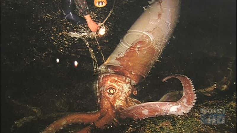 ¼Ƭ׽ Giant Squid: Caught on CameraĻ/Ļ