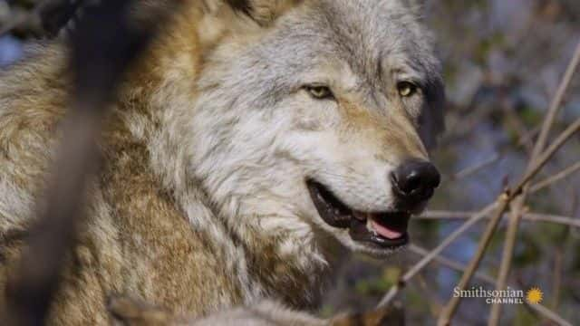 ¼Ƭδѱʷɭᣩ Great Lakes Untamed (Smithsonian)1080Pȫ1-Ļ/Ļ