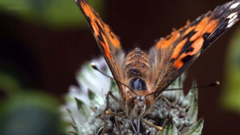 ¼Ƭð (BBC 1080p) The Great Butterfly Adventure (BBC 1080p)1080Pȫ1-Ļ/Ļ