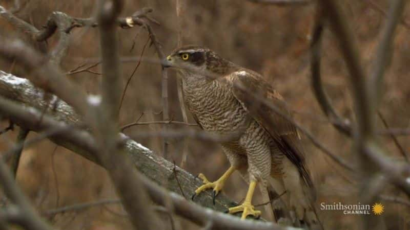 ¼Ƭӥ֮ Goshawk: Soul of the Wind1080Pȫ1-Ļ/Ļ