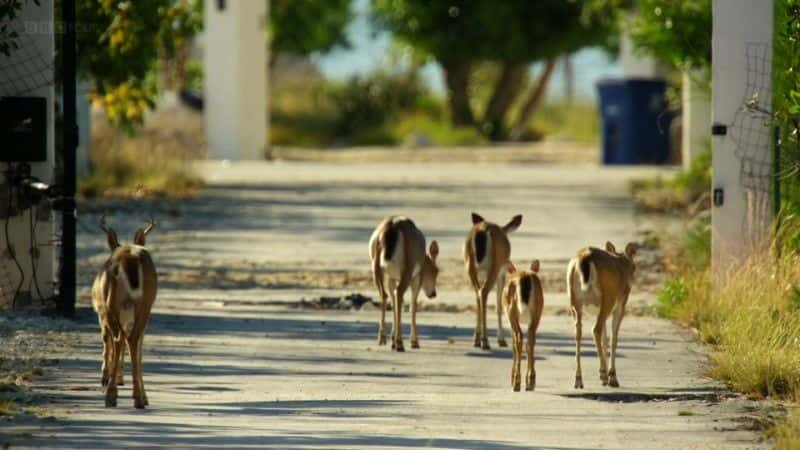 ¼Ƭ (BBC) Florida: America's Animal Paradise (BBC)1080Pȫ1-Ļ/Ļ