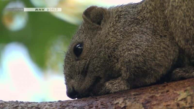 纪录片《森林的回响：台湾松鼠 Echoes of the Forest: Taiwanese Squirrels》[无字][BT][1080P]资源下载