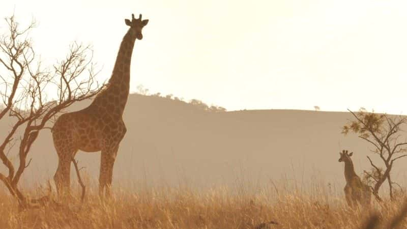 ¼Ƭ¹ľ Giraffes: Africa's Gentle Giantsȫ1-Ļ/Ļ