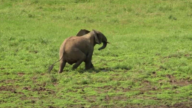 纪录片《森林大象：丛林中的隆隆声（BBC） Forest Elephants: Rumbles in the Jungle (BBC)》[无字][BT][720P][DVD]双画质资源下载