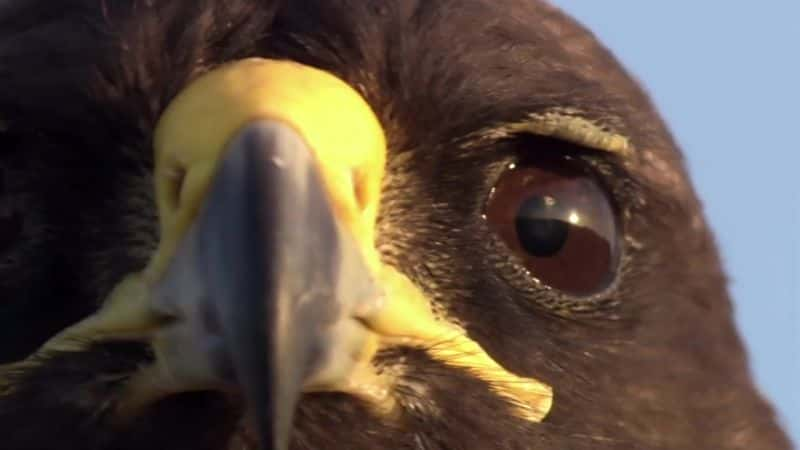 ¼Ƭ˹Ⱥ֮ Galapagos: Islands of ChangeĻ/Ļ