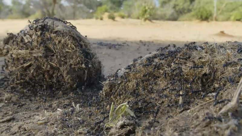 ¼ƬΰĹ԰ޱ Great Parks of Africa: The Lower Zambezi1080P-Ļ/Ļ