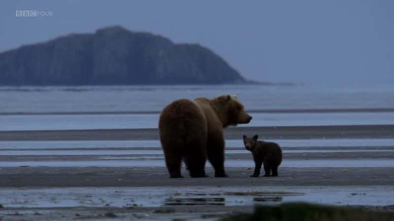 ¼Ƭܼ (BBC) Great Bear Stakeout (BBC)1080Pȫ2-Ļ/Ļ