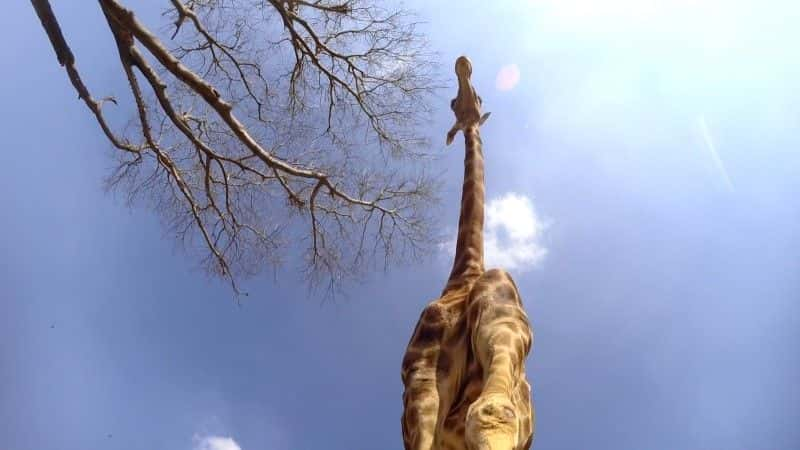 ¼Ƭ¹ľ (BBC 1080p) Giraffes: Africa's Gentle Giants (BBC 1080p)1080Pȫ1-Ļ/Ļ