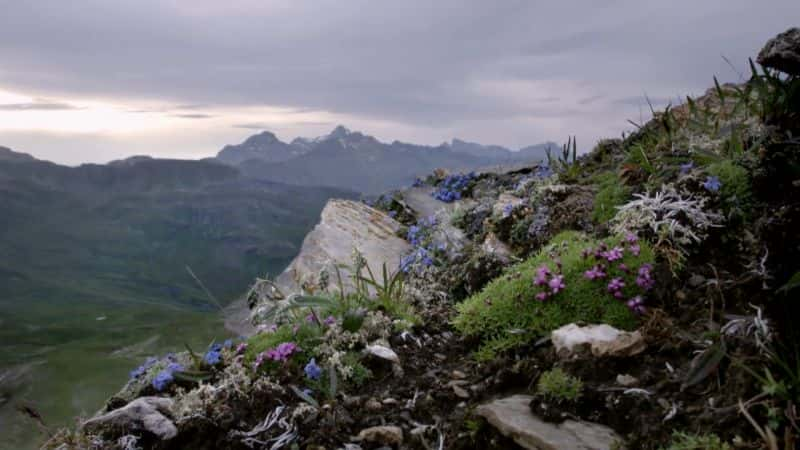 ¼Ƭ¶ʿĻҰ Engadin: Switzerland's Wilderness1080P-Ļ/Ļ