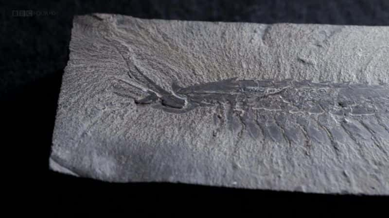 ¼ƬʯɾȻصı Fossil Wonderlands: Nature's Hidden Treasuresȫ3-Ļ/Ļ