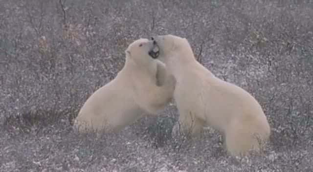 ¼Ƭ뱱 Face to Face with the Polar BearĻ/Ļ