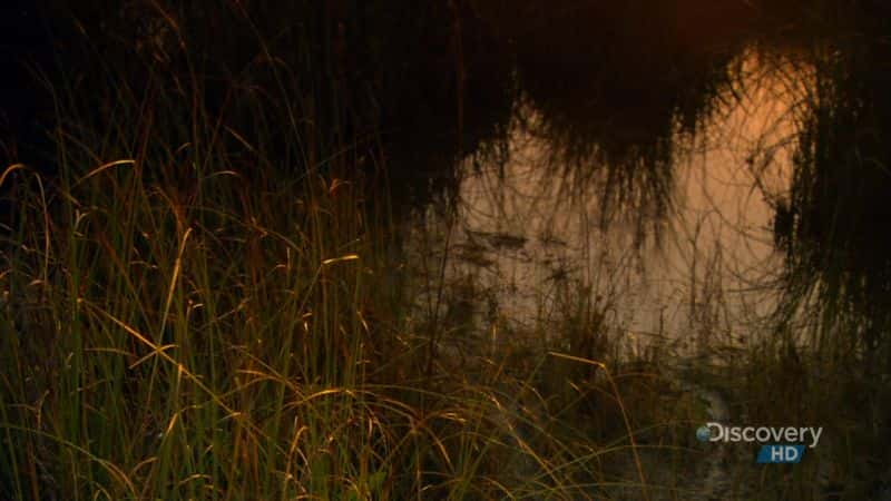 ¼ƬصĲݺ Everglades River of GrassĻ/Ļ